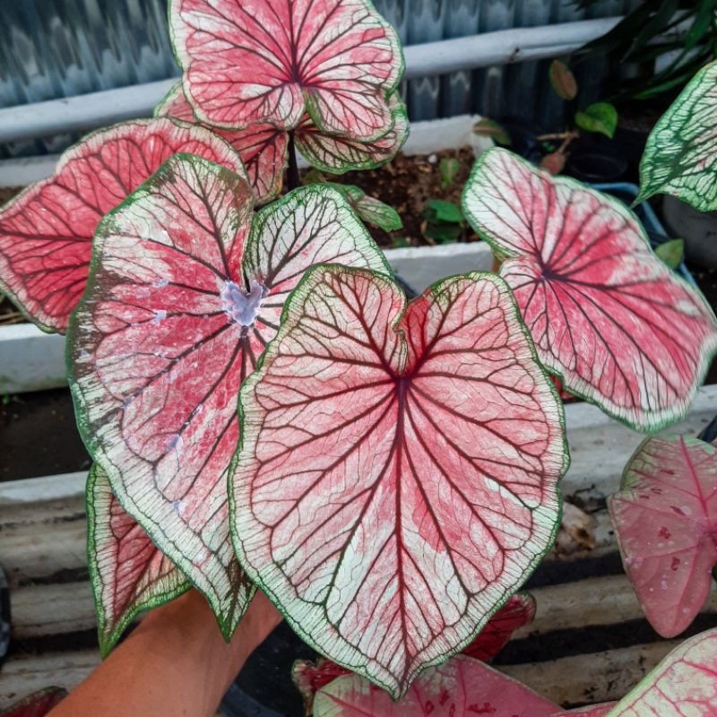 TANAMAN HIAS CALADIUM SRIKANDI KELADI SRIKANDI