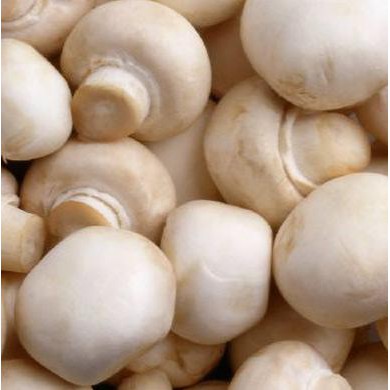 

Promo !! Jamur Champignon 500gr Terbaru