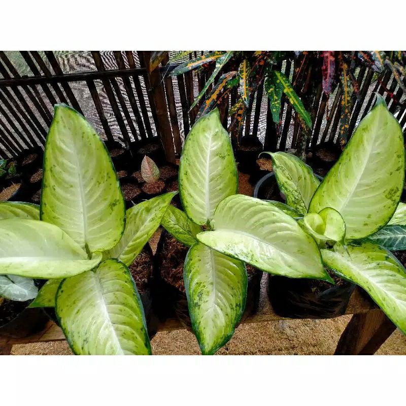 TANAMAN AGLONEMA TISU JUMBO