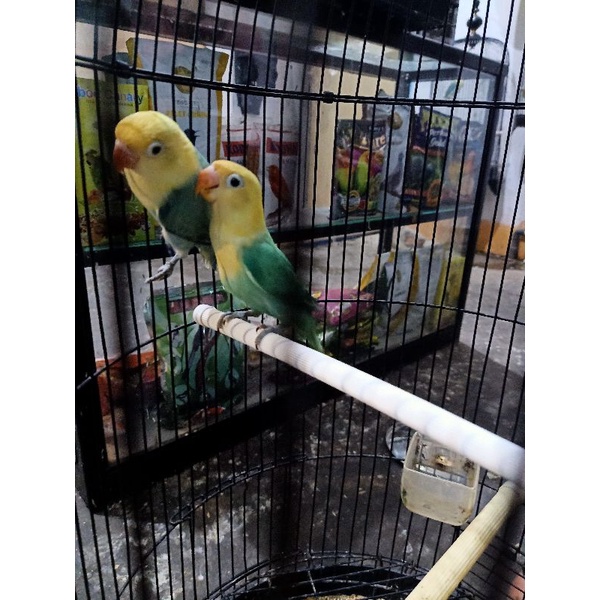 burung lovebird jenis biola pb sable head siapan