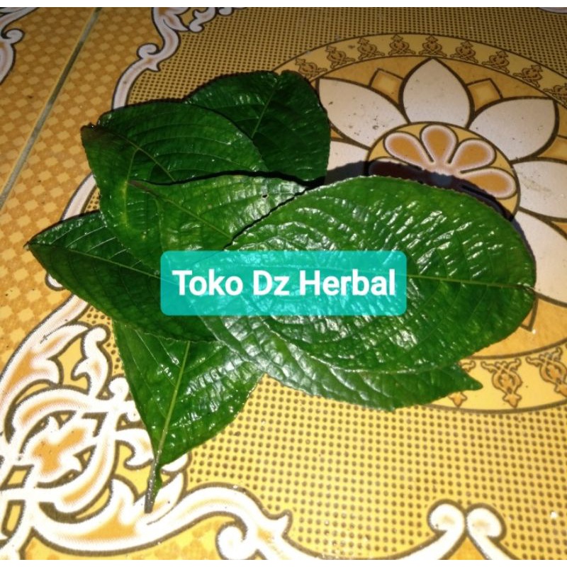 

Daun keji beling atau pecah beling segar isi 25 lembar-az