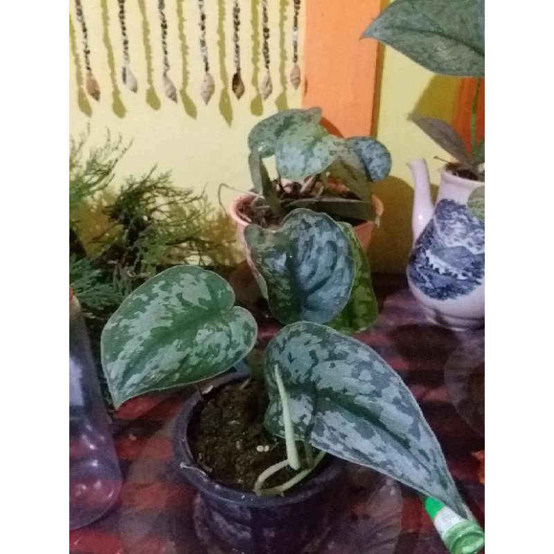 scindapsus silver lady