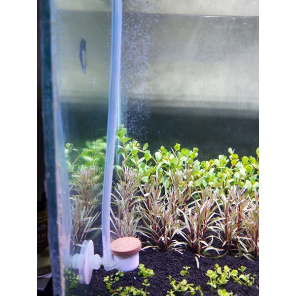 paket co2 cisod komplit