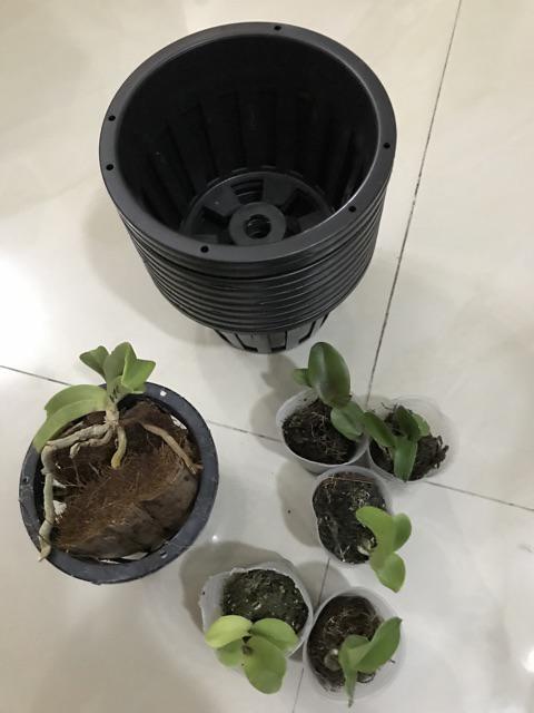 Pot Keranjang Bunga Anggrek Ukuran 13 Cm