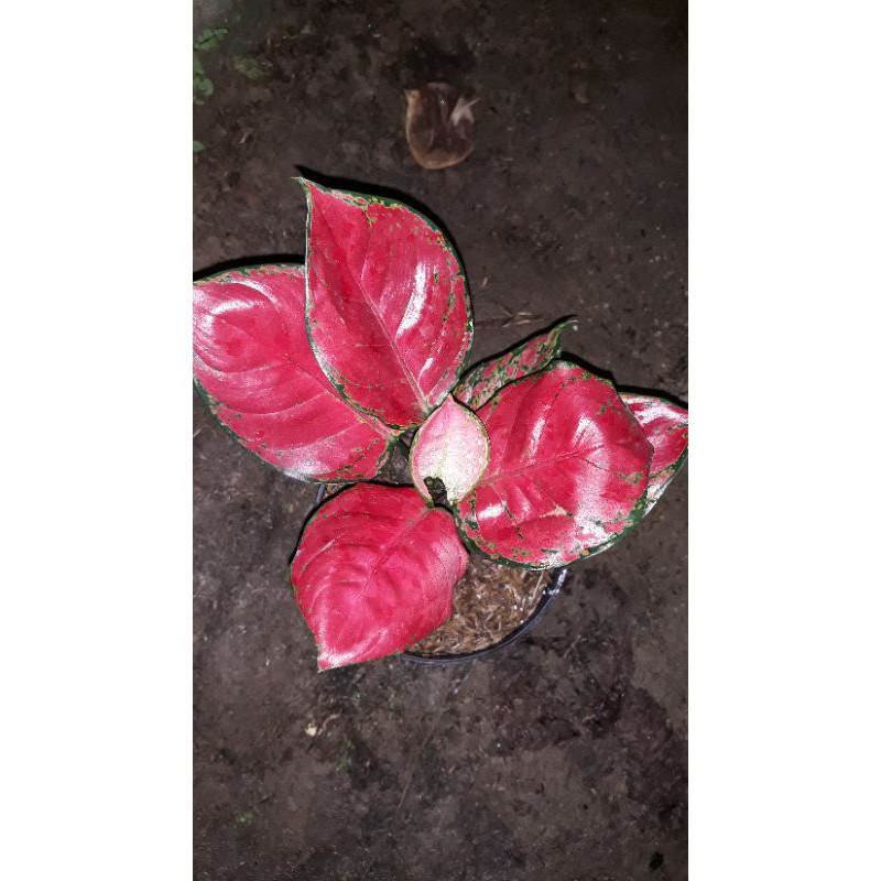 Aglonema Red Anjamani murah