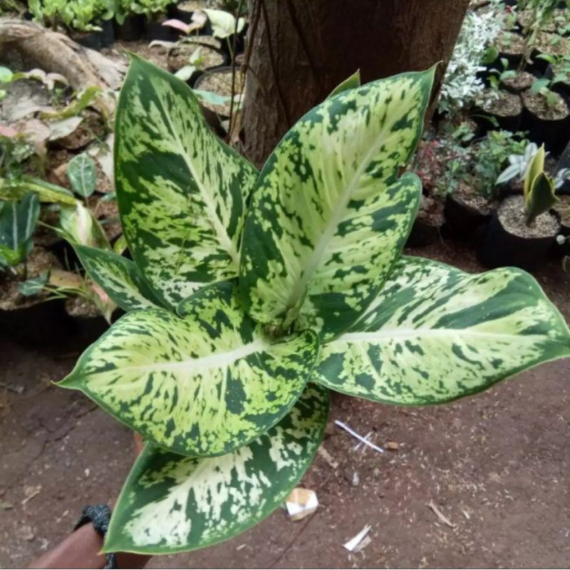 Aglonema Sri Rejeki Sparkle - Tanaman hias Aglonema Sri Rejeki Sparkle