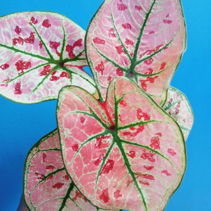 Size Anakan Caladium Wonderland (Tanpa Pot)