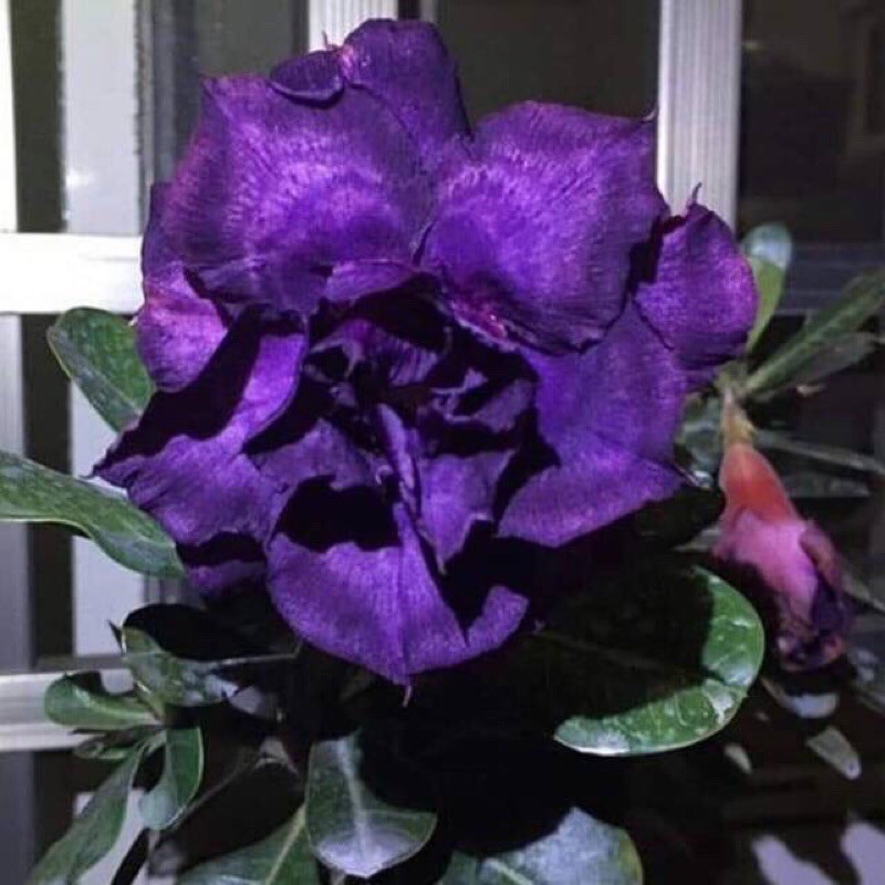 

BIBIT BUNGA ADENIUM “INDIGO GLAZE”