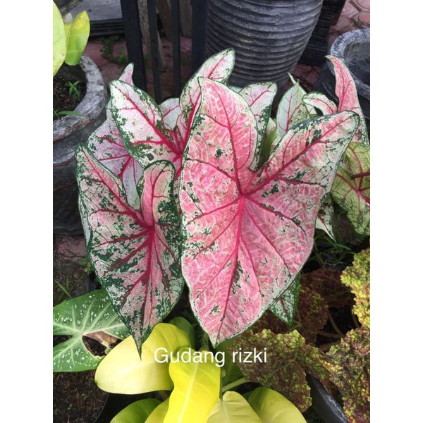 KELADI RED BONE ANAKAN TERMURAH