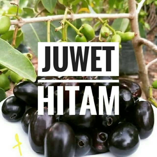 Bibit Juwet Duwet Hitam || Bibit Juwet Hitam