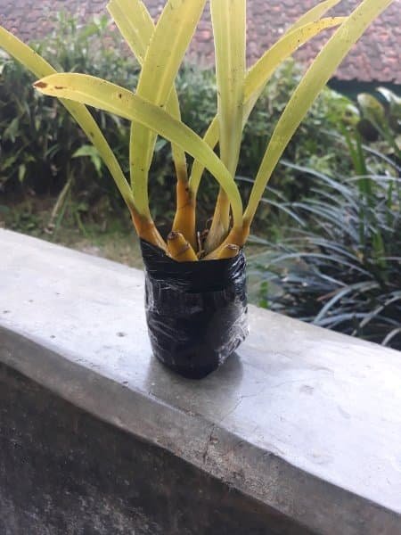 Promo Bibit Anggrek Pohon Hutan Liar