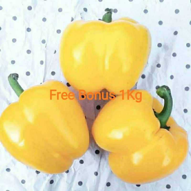 

Paprika Kuning + Gratis Bonus
