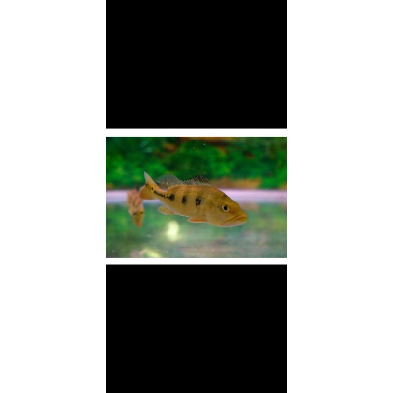 peacock bass kelberi 10cm