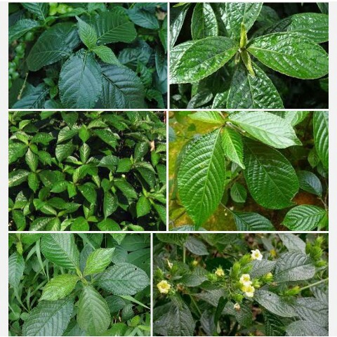 

Jual Daun Keji Beling utuh atau Pecah Beling Kering 500 gr