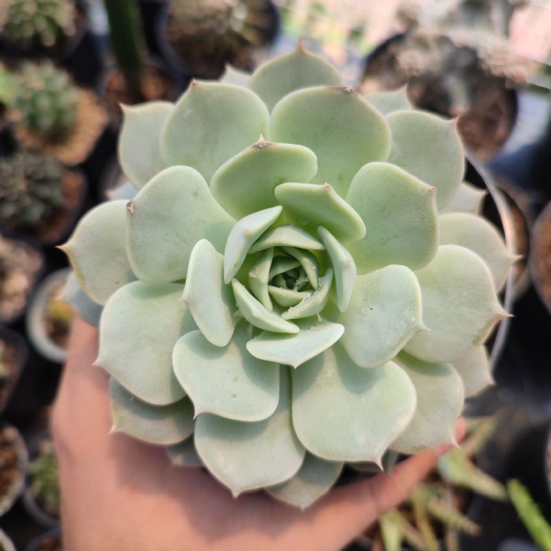 Sukulen Echeveria lola medium size