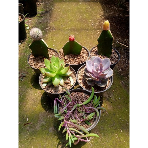 kaktus sekulen paket 6pcs + freepot + mediatanam