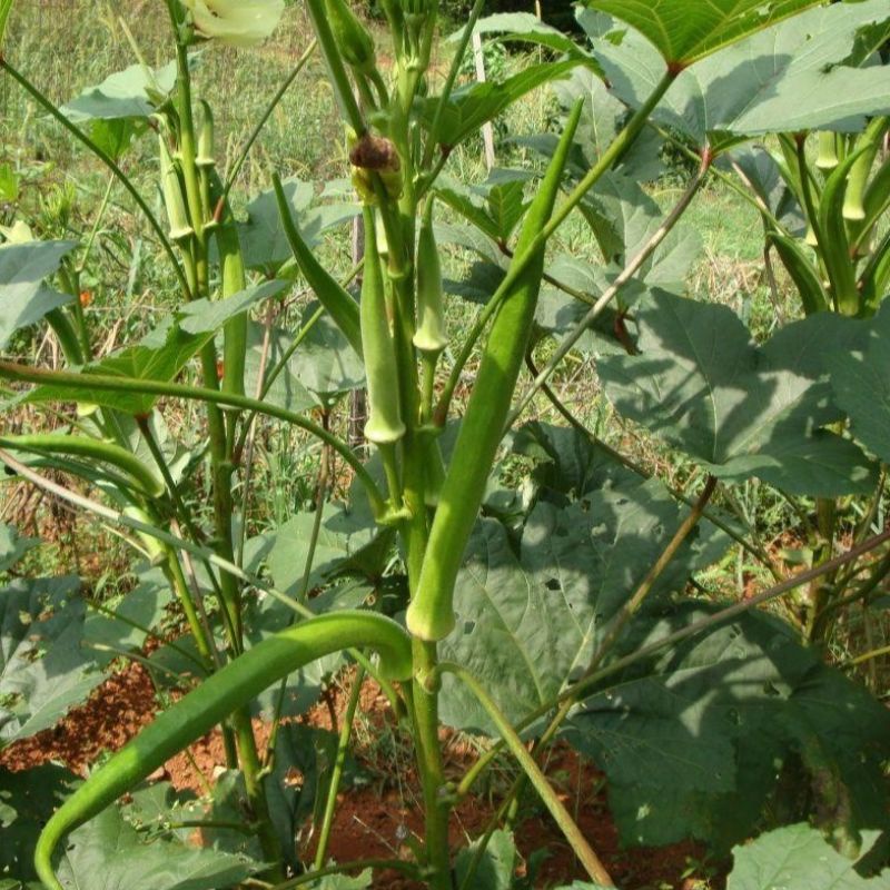 5 Benih Okra Hijau Greenie F1 Hibrida Bibit Sayuran Known You Seed Tanaman Sayur Unggul