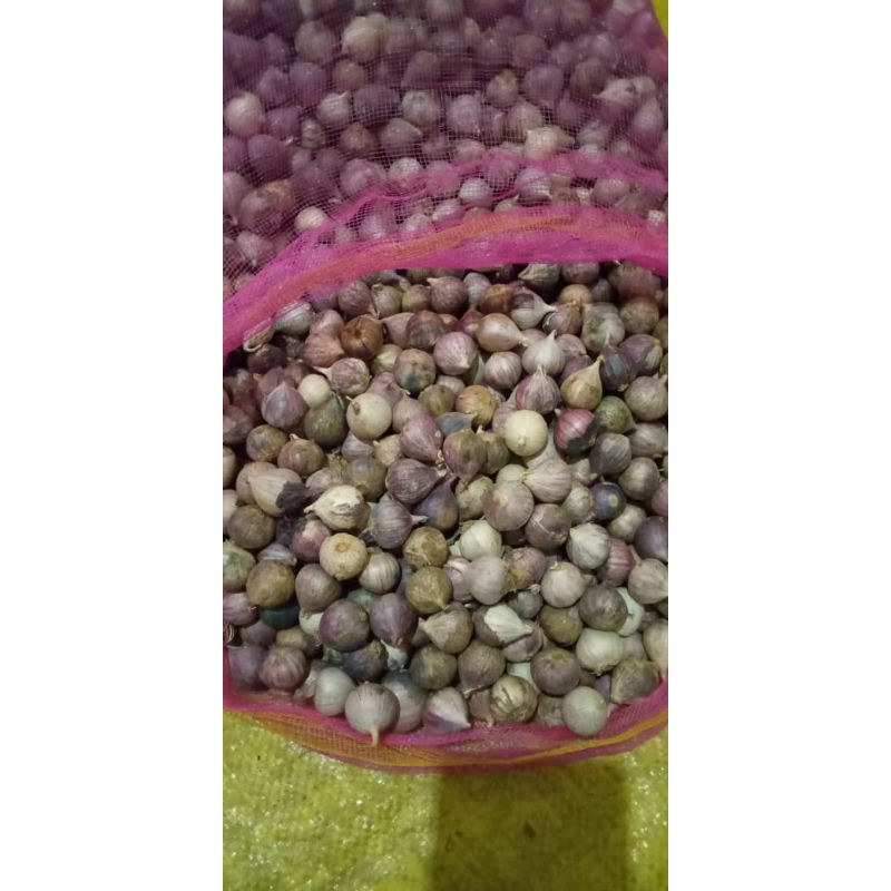 

bawang lanang size sedang