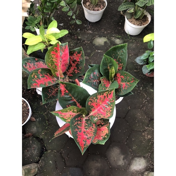 aglaonema suksom batik