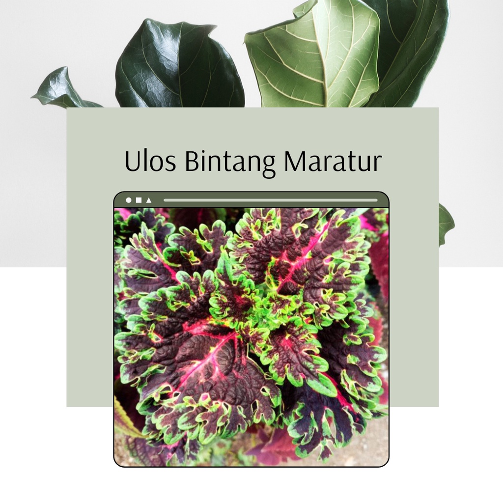 Miana Ulos Bintang Maratur Bunga Miana Ulos Bintang Maratur Miana Premium