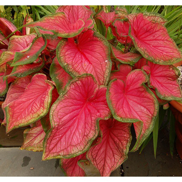 Bunga Keladi Caladium Florida Sweet Heart Cantik Murah Berkualitas