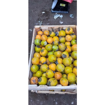 Buah kesemek / buah genit 1kg