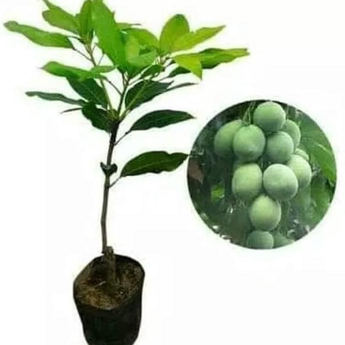 Bibit Buah Mangga Manalagi/Tanaman Mangga Manalagi J3Z