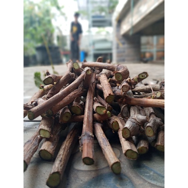 paket hemat cutting anggur import 1paket isi 10 batang