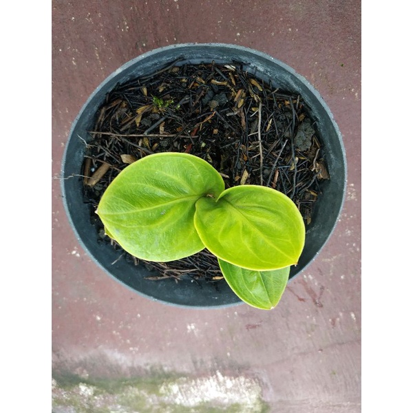 anthurium rasputin. nempel bonggol.