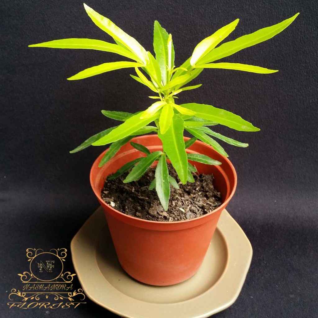 Tanaman Hias Bunga Zodia Shopee Indonesia