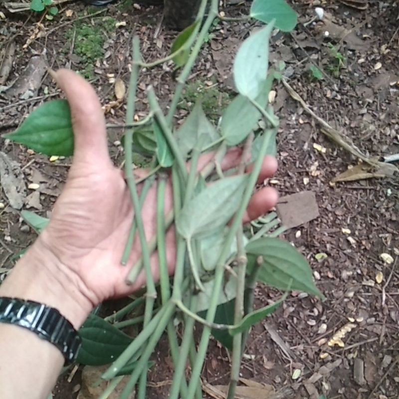 bibit lada perdu/ merica siap tanam ukuran 30 cm