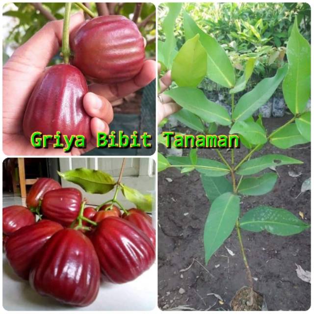 BIBIT JAMBU AIR DALHARI / JAMBU DALHARI Griya Bibit Tanaman