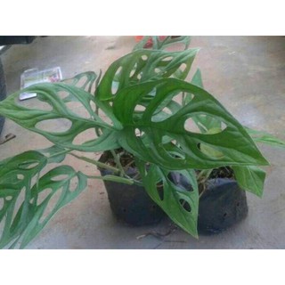  Tanaman  Hias  Daun  Janda Bolong  Monstera Obliqua Shopee 