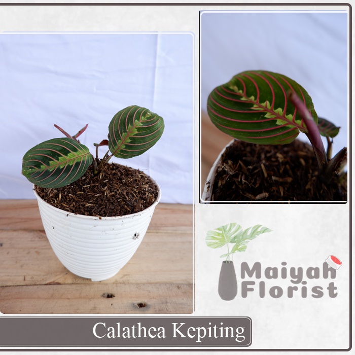 Calathea Kepiting - Tanaman Daun