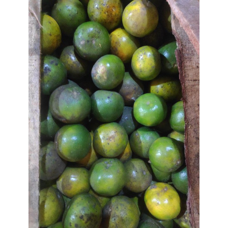 

jeruk siem jember 5 kg