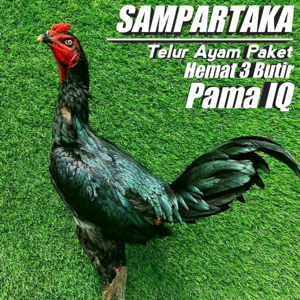 ayam mangon paket 3 butir telur mix pakhoy aduan pama ori