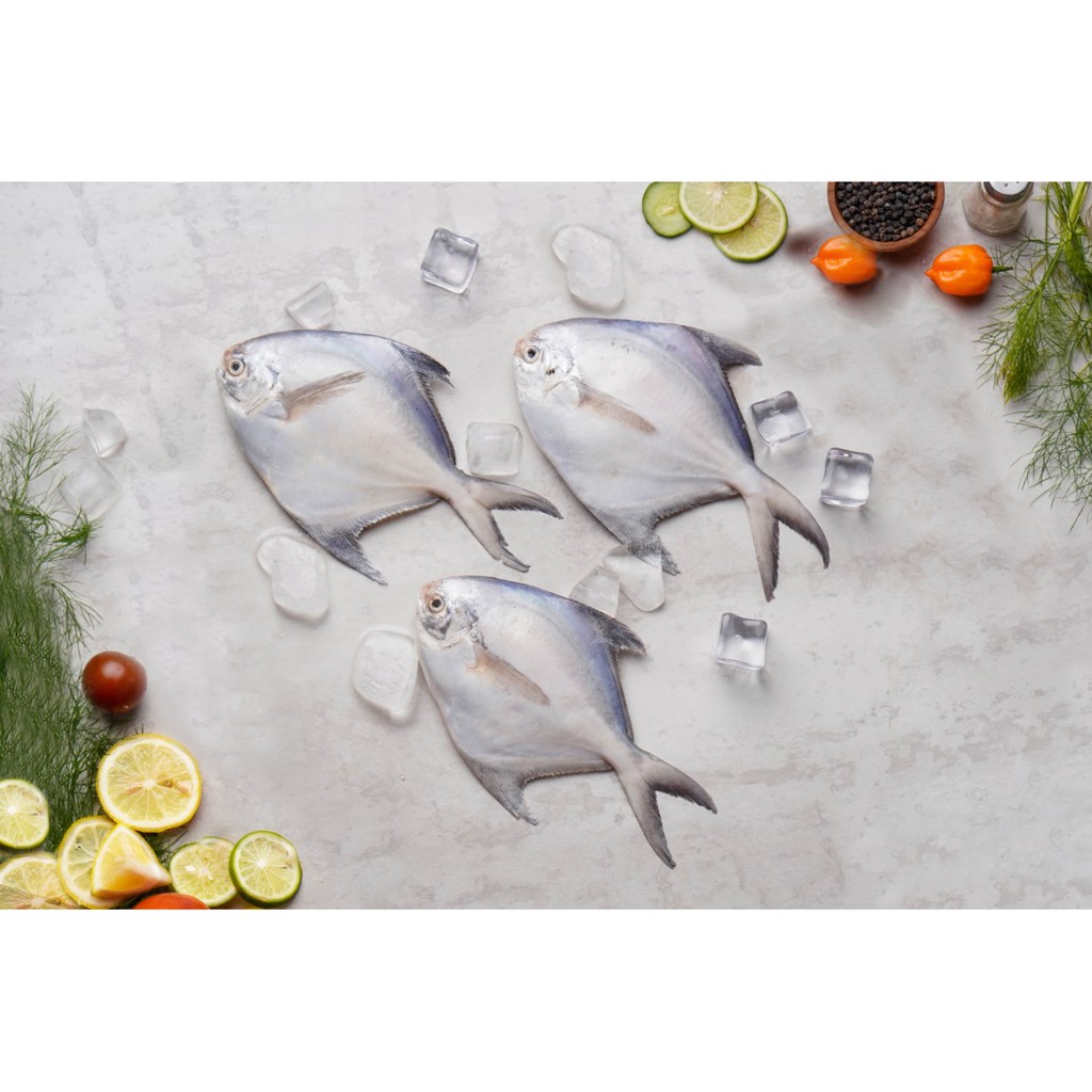 

IKAN BAWAL PUTIH | WHITE POMFRET | FRESH