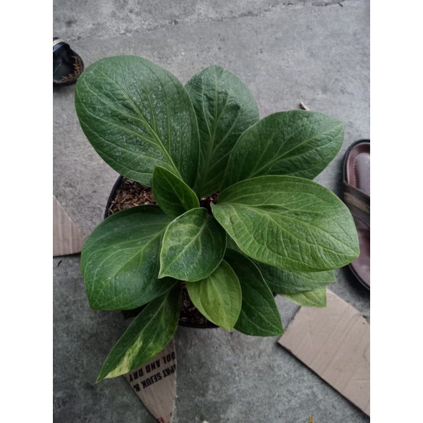 cobra catalog varigata