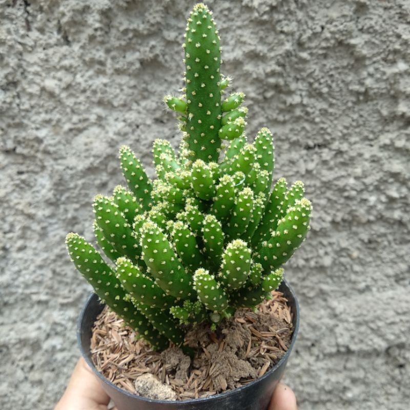 Opuntia Tuna Monstruosa | D 10cm | Kaktus