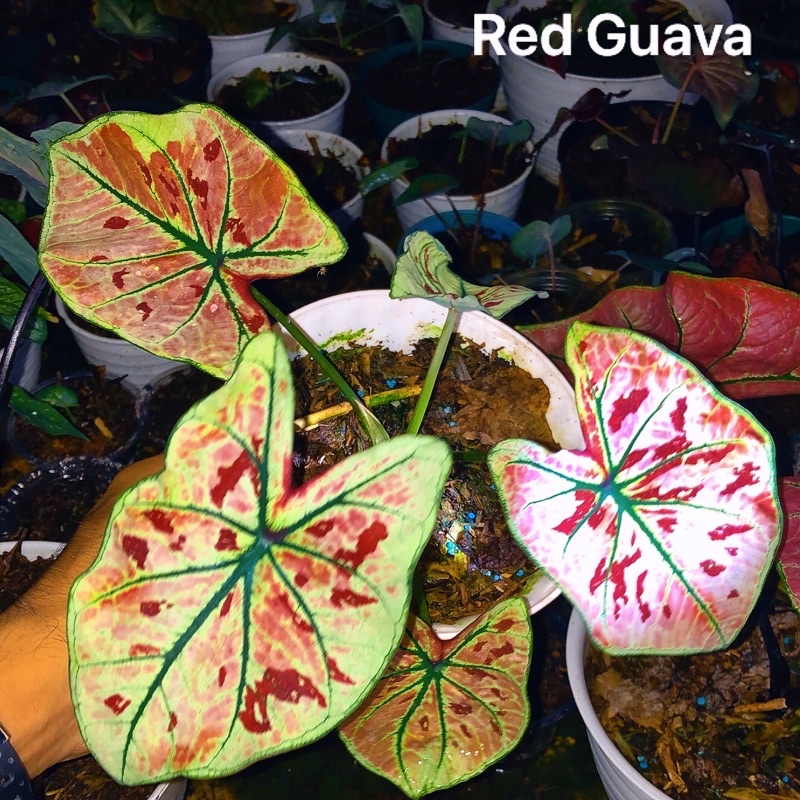 indukan keladi hias red guava rawatan caladium seperti di gambar item tunggal