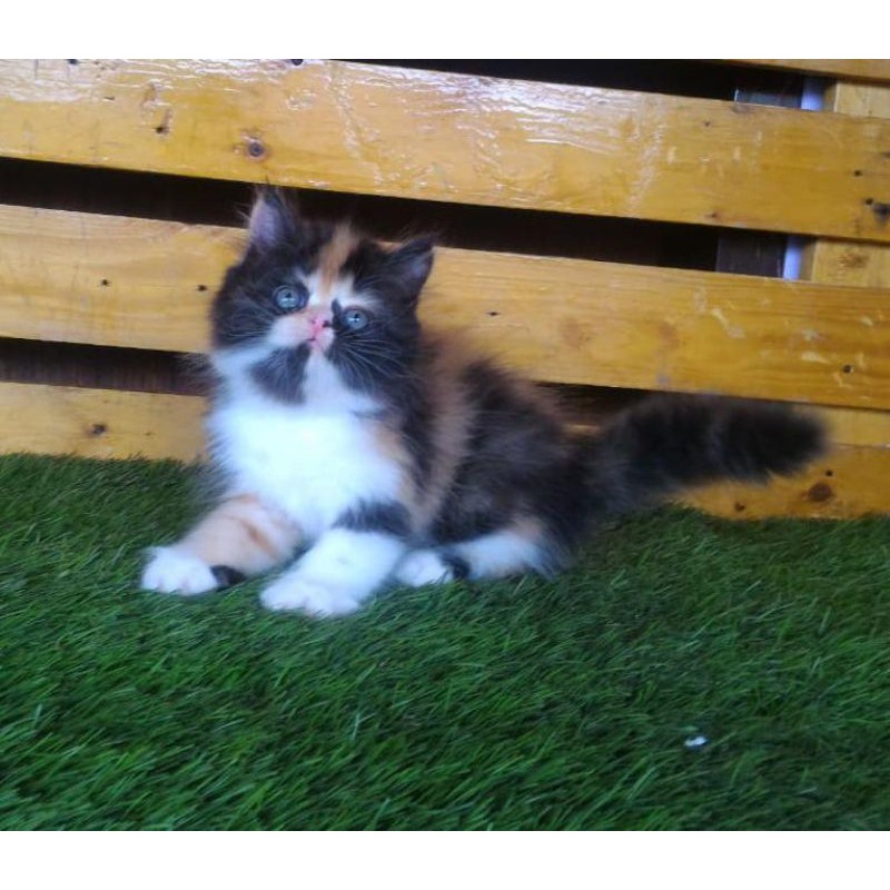 Peaknose betina Calico syantik