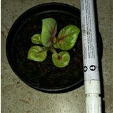 TANAMAN HIAS KELADI JHATURATHEP Thailand anakan