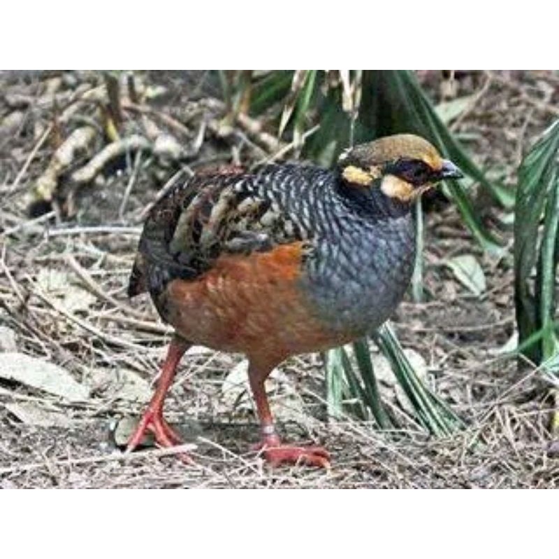 burung puyuh gonggong