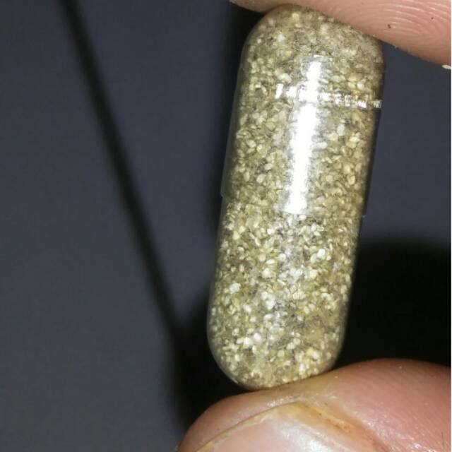 Telur Kutu Air Kutir Moina Macrocopa Ephipia