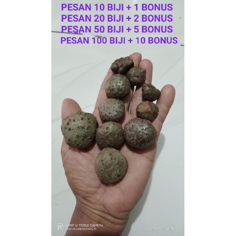 BIBIT PORANG EMAS POHON HITAM BLACK CONJAK