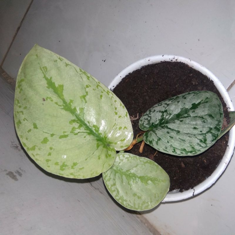 Scindapsus / sirih gading silver