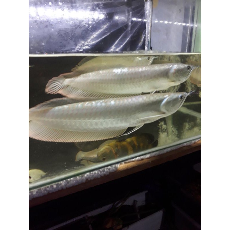 ikan hias arwana silver 30-40cm terjangkau