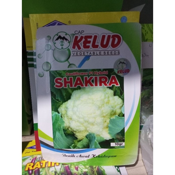 benih bunga kol  Shakira f1 10gr cap KELUD