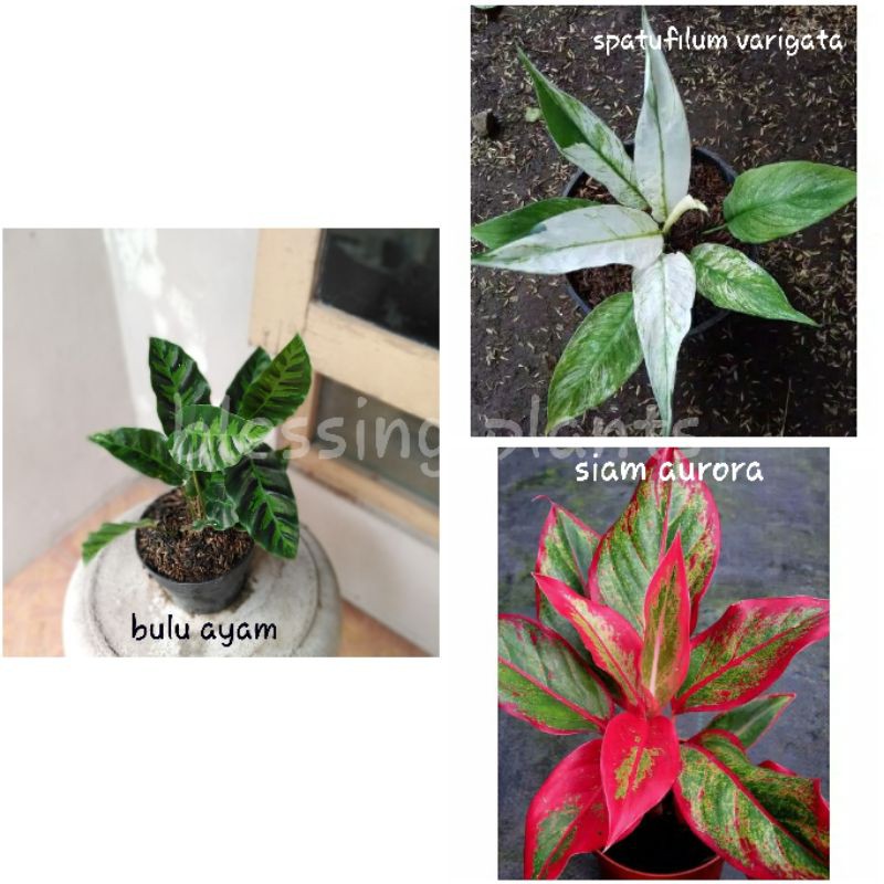 Paket Aglonema Murah Meriah