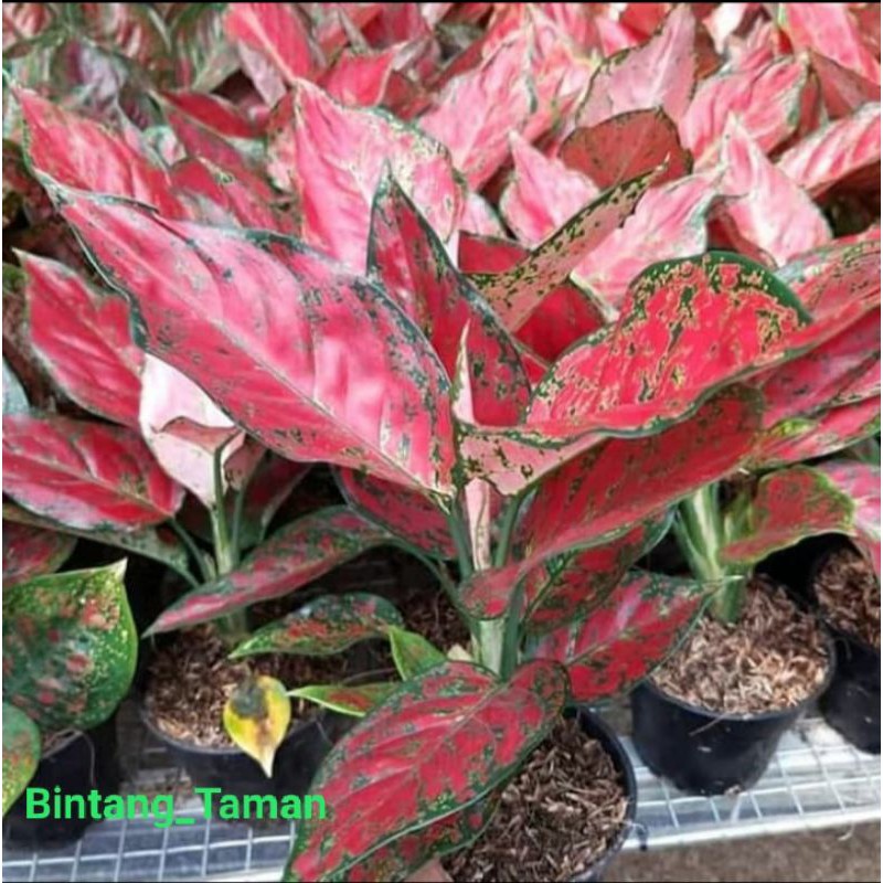 Tanaman hias Aglonema Red king indukan-aglonema red king